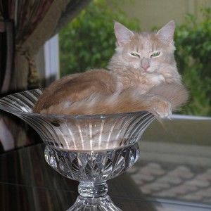 Meet your Posher, Patty